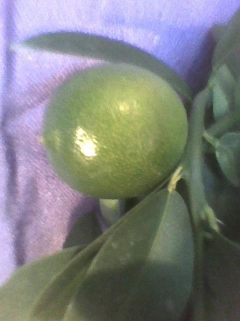owoc Limonelli z bliska #cytrusy #Limonella