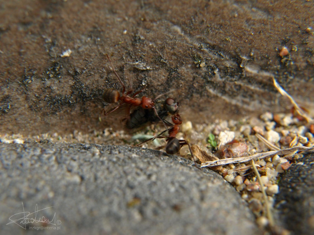 Mrówki.
[Olympus E-410, Zuiko Digital 14-42, soczewka makro +8Dioptrii] #mrówka #mrówki #owad #makro #natura