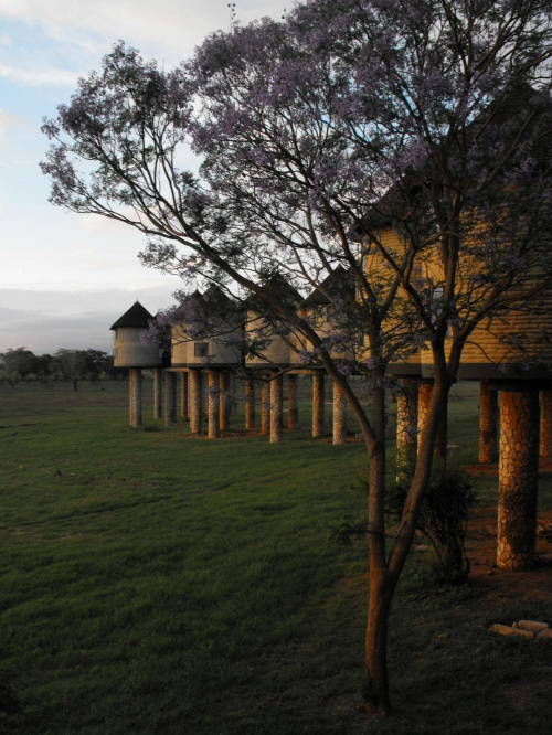 Park Narodowy Tsawo -Saltlick Lodge #Kenia