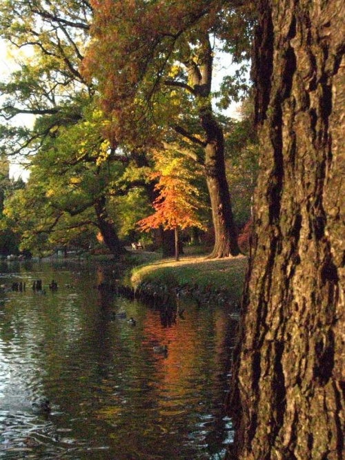 Park Szczytnicki #jesień #ParkSzczytnicki #rzeka #woda #Wrocław