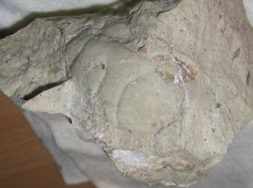 Głowa trylobita – Choplolichas sp. ? Długość okazu - 2,9 cm . Wiek - ? Data znalezienia : 2005 . Okazy nr 25 i 53 pochodzą z tej samej skały .