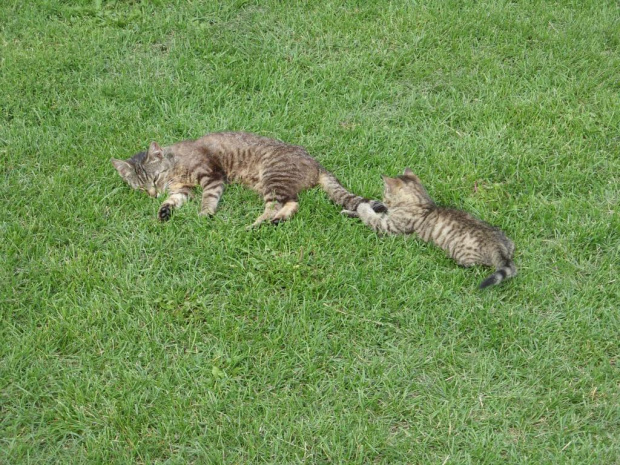 Mamrotka i jej mama Joga