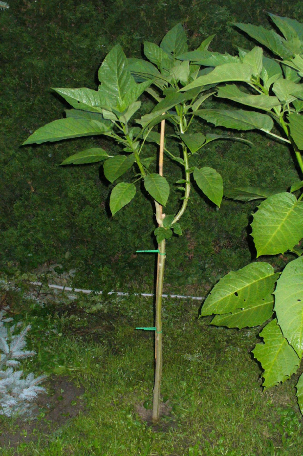 #datura #brugmansia