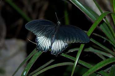 #zwierzę #owad #motyl