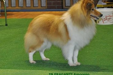 IN FRAGANTI Amoreno Fragles #INFRAGANTIAmoreno