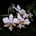 Phalaenopsis Philadelphia