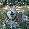 #husky