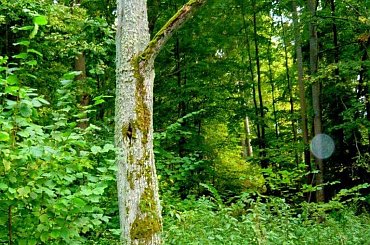 przyroda , natura #przyroda #natura