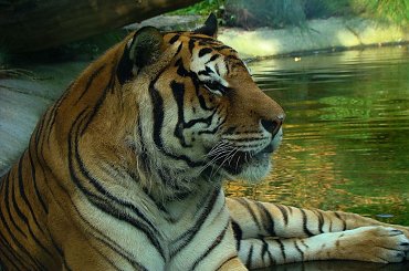 chciałabym go sfocić poza klatką...marzy mi się jego mordercze spojrzenie...a, że ostatnio marzenia mi się spełniają to chyba będę klepać pacierz :)) #TygrysBengalski