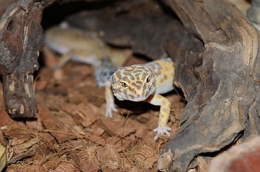 mój gekon lamparci #gekon #lamparci #gad #jaszczurka