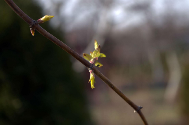 natura przyroda zima