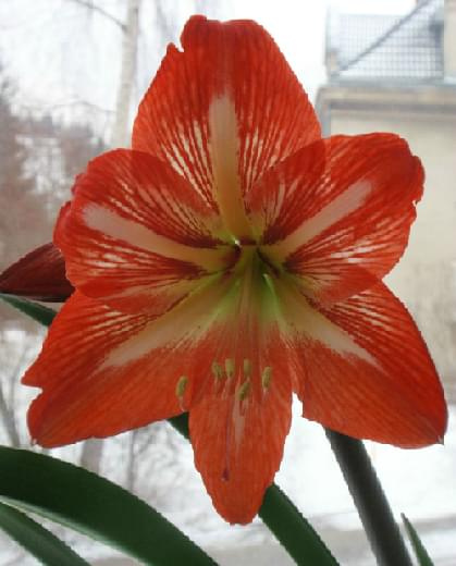 #hippeastrum