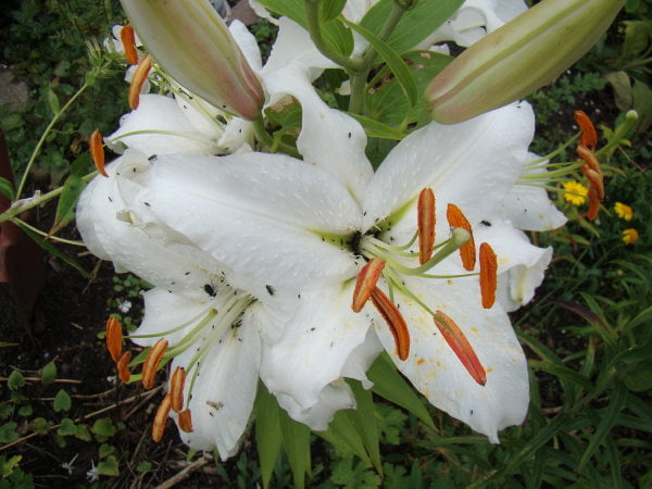 Lilium hybridum 'Siberia'