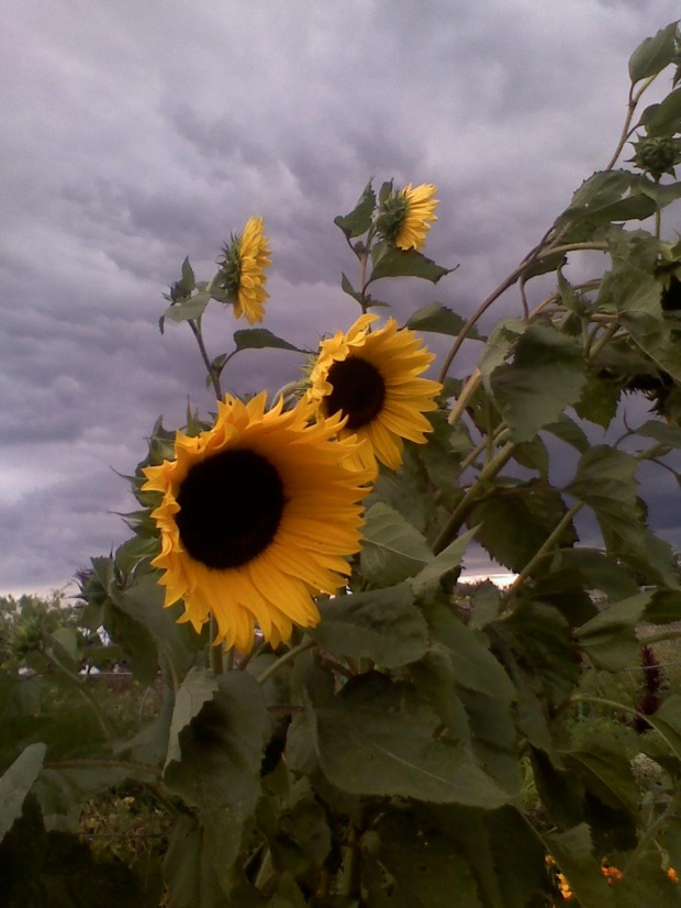 w wietrzny i pochmurny dzień #kwiaty #niebo