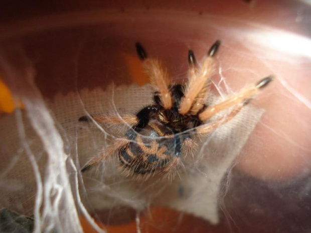 Chromatopelma cyaneopubescens