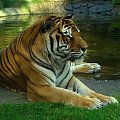 leń :)) tygrysia sesja #TygrysBengalski #wrocław #zoo