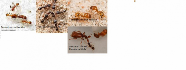 #mrówka #przyroda #owady