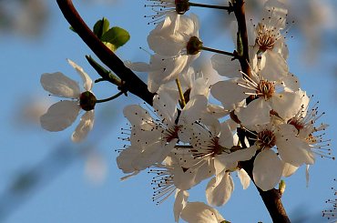 Wesolych Swiąt #wisnie #swięta #zyczenia #kwiaty