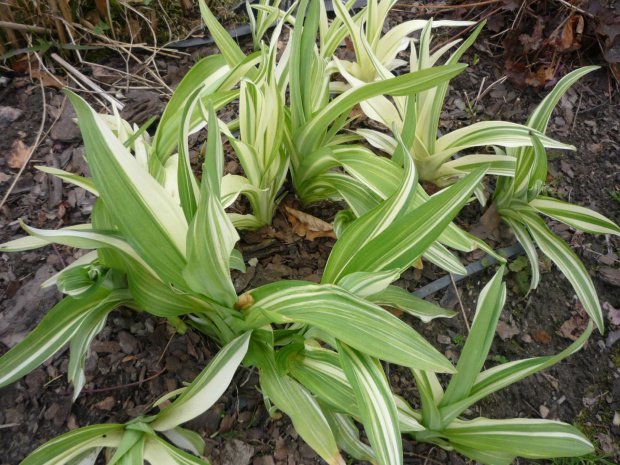 Hemerocallis „Variegata”