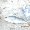 okoń 26 cm