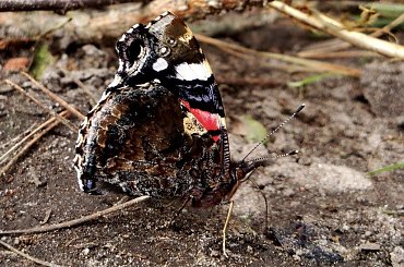 zamaskowany ;D #motyl #makro #RusałkaAdmirał