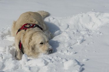 zabawy na śniegu #zwierzęta #psy #pies #GoldenRetriver