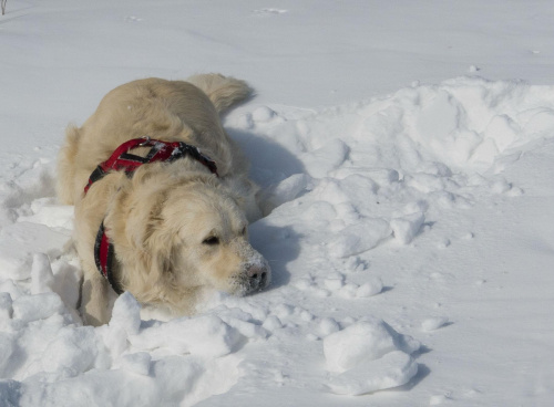 zabawy na śniegu #zwierzęta #psy #pies #GoldenRetriver