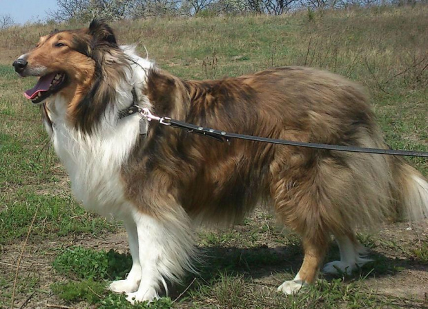 collie