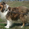 collie