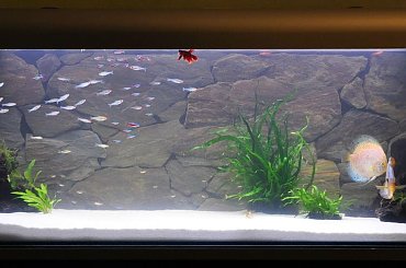 #Akwarium #paletki #tło