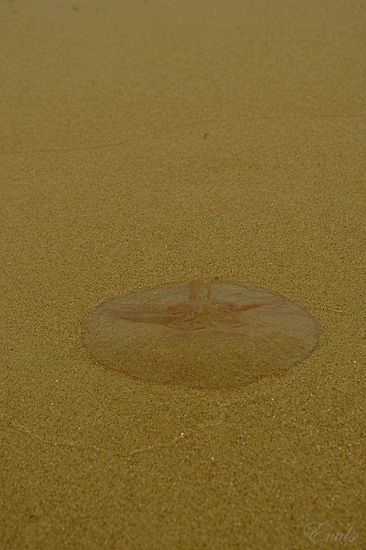 Nadmorskie klimaty - meduza #Bałtyk #morze #plaża #meduza