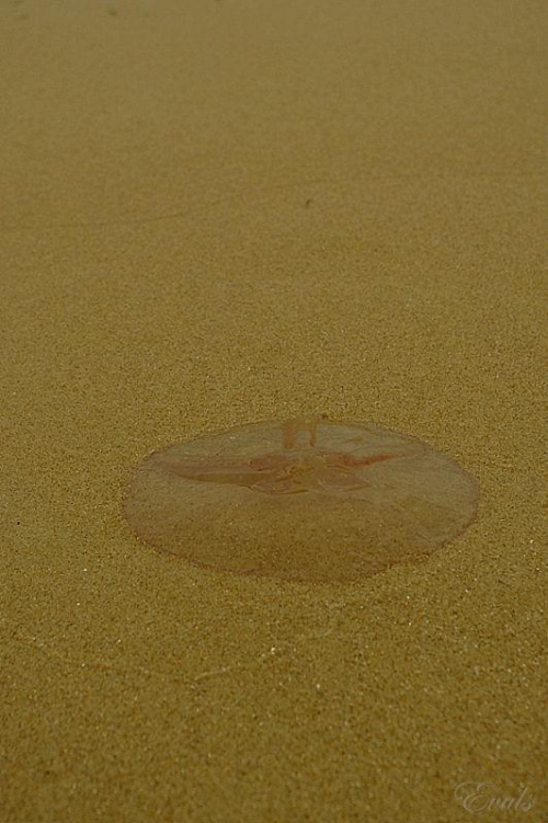 Nadmorskie klimaty - meduza #Bałtyk #morze #plaża #meduza