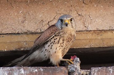 Ojciec - myśliwy #gniazdo #pustułki #sąsiedzi