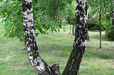 Drzewo. #drzewa #przyroda