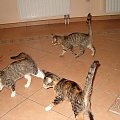 od Joli Jest 5 kotków szukających domku i wszystkie to koteczki. Są dwa buraski, jedna srebrna, dwie takie szylkretowe (jedna bardziej, druga mniej). Koteczki są bardzo towarzyskie, lgną do ludzi.