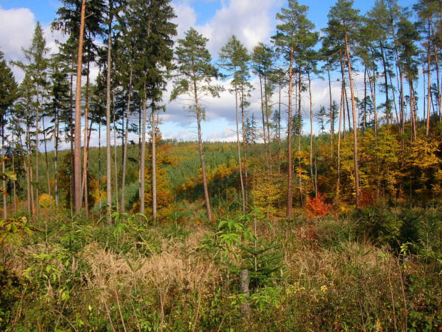 przyroda jesienią