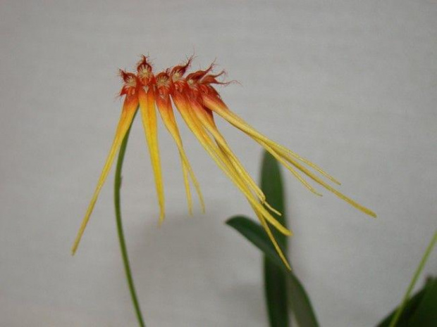 Bulbophyllum hirundinis
