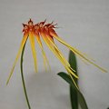 Bulbophyllum hirundinis