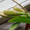 Cattleya forbesii