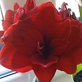 Amarylis "RED PEACOCK" #AmarylisHippeastrum