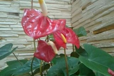 #rośliny #egzotyka #hobby #forum