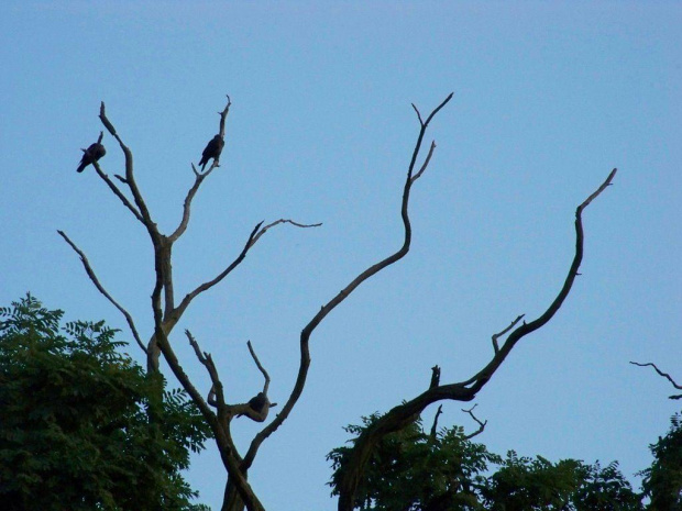 Rozdziobią....? #Drzewo #niebo #Czersk #ptaki