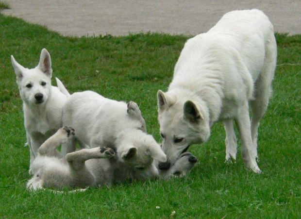 LUBA i szczeniaki #BiałyOwczarekSzwajcarski #BOS #pies #psy #owczarki #szczenięta #hodowle