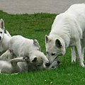 LUBA i szczeniaki #BiałyOwczarekSzwajcarski #BOS #pies #psy #owczarki #szczenięta #hodowle