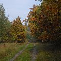 #las #kolor #jesień #natura