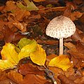 kania #jesień #las #grzyby #liście #przyroda #natura