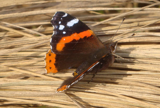 z niedzielnego spaceru #motyl #makro