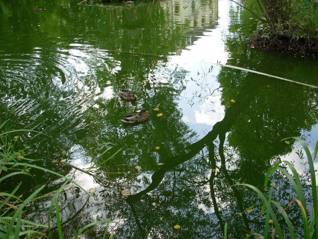 wybrały się kaczuszki nad wodę, woda błyszczy się i mieni, wszystko wokół się zieleni