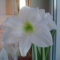 #amarylis #kwiaty #hippeastrum