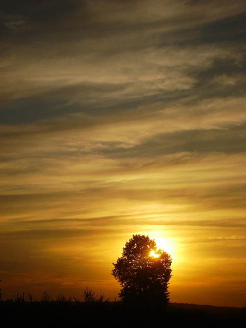 #ZachódSłońca #niebo #słońce #natura #przyroda #chmury #drzewo